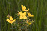 Yellow meadowbeauty